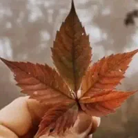 نظافت منزل و راه پله