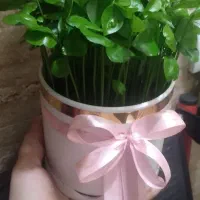 سبزه نارنج ظرف سفالی سفارش سبزه