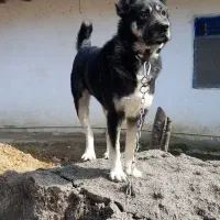 سگ دورگ سرابی نر