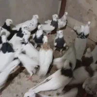 طوقی انواع مدل|پرنده|دره شهر, |دیوار