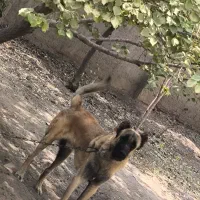 سگ سرابی|سگ|کوهسار (البرز), |دیوار