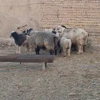 2 عدد قوچ نازار