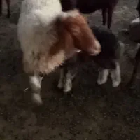 میش وبره ۴ورک