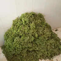 آبغوره گیری