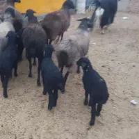 ۴رس میش بابره همش باهم ۸۵ملیون تومن