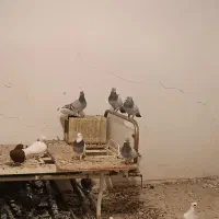 سبز کلاغ کلایی