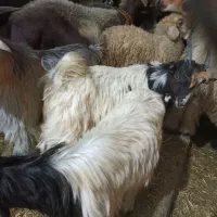 بیگ چاق چاق کشتاری