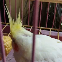 عروس هلندی|پرنده|پاوه, |دیوار