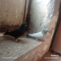 کفتر دوتا کفتر خوب پرشی
