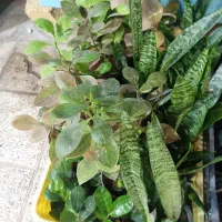 حراج گل آپارتمانی|گل و گیاه طبیعی|اندیشه, شهرک مریم|دیوار