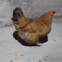 مرغ برهما تخم گذار