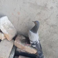 کبوتر فروشی