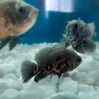 کوی و گوشت خوار