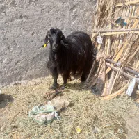 گوسفند فروشی