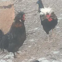 خروس|حیوانات مزرعه|گلپایگان, |دیوار