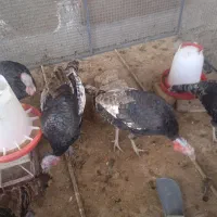 بوقلمون نروماده انگلیسی|پرنده|ساوه, |دیوار