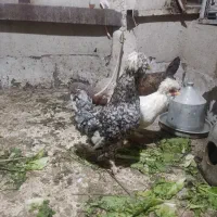 خروس