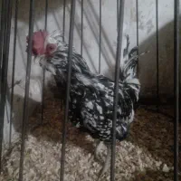 خروس گلین لری