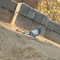 سه تا ترکیه ماده خاس بازی دار وصدادار|پرنده|کشاورز, |دیوار