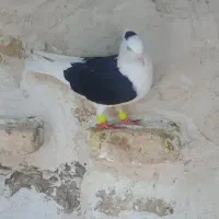 کفترپشت سیاه ماده|پرنده|قزوین, |دیوار