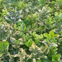 فروش یاس هلندی شمشاد طلایی سبز|گل و گیاه طبیعی|آمل, |دیوار