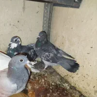 کبوتر|پرنده|تبریز, |دیوار