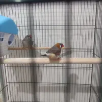 درود.|پرنده|امیدیه, |دیوار