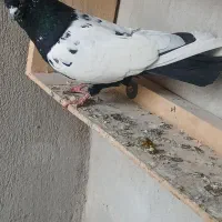 کبوتر|پرنده|اردبیل, |دیوار