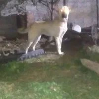 واگذاری سگ نر|سگ|اردبیل, |دیوار