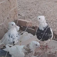 کبوتر طوقی کرمانشاهی|پرنده|زابل, |دیوار