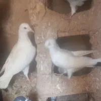 کبوتر|پرنده|چناران, |دیوار