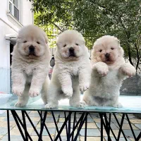 چاوچاو چمپیون