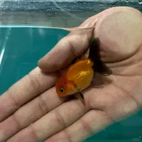 گلدفیش رزتیل  بوفالو