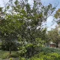 100-متر-یک-خواب-رضی-محله