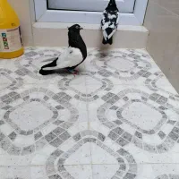 کبوتر سینه ای وصربستانی