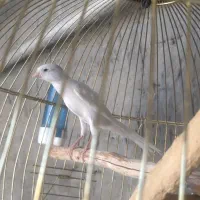 قناری سوپر رسمی