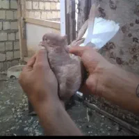 یک جفت دم سفید