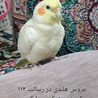 عروس هلندی گم شده در رسالت ۱۱۳