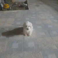 سگ پاکوتاه ماده