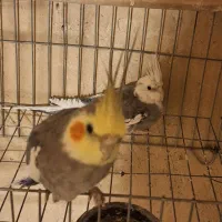 عروس هلندی|پرنده|بروجن, |دیوار