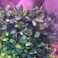 گل و گیاه اکواریوم پلنت|ماهی|تبریز, |دیوار