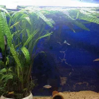 آنابیاس و کریپتون جاینت