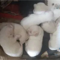 اشپیتز|سگ|رشت, باهنر|دیوار