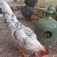 خروس محلی|حیوانات مزرعه|تهران, علم و صنعت|دیوار