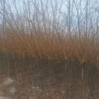 تک و عمده انواع نهال و درخت ریشه ایی موجود|خدمات باغبانی و درختکاری|برخوار, |دیوار