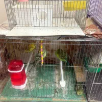 پرنده|پرنده|آبدانان, |دیوار