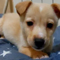 سگ پا کوتاه|سگ|تهران, کاج|دیوار