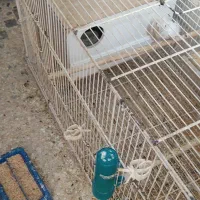 عروس هلندی|پرنده|لامرد, |دیوار