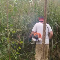 علفزنی.لی زنی.تمشک زنی|خدمات باغبانی و درختکاری|بندر انزلی, امامزاده|دیوار