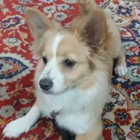 سگ ماده|سگ|پاکدشت, پاکدشت (مامازند)|دیوار